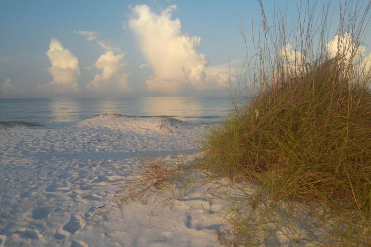 dune grass and beach