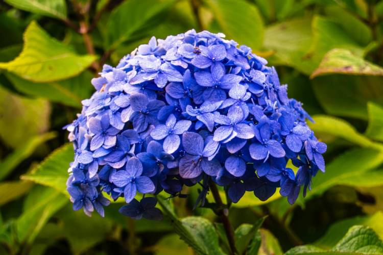 blue hydrangea 