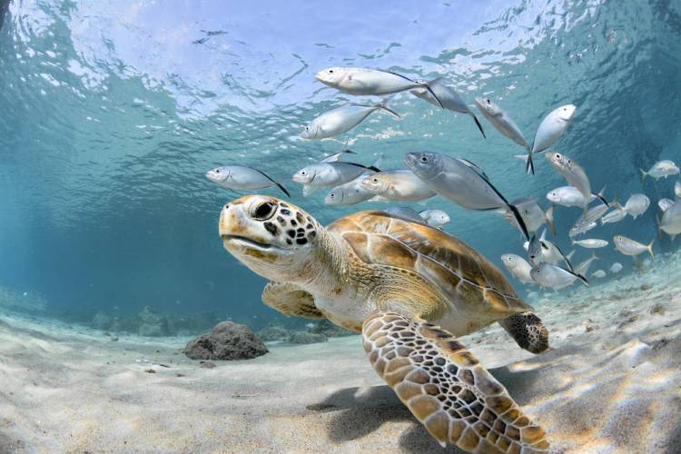 sea turtle