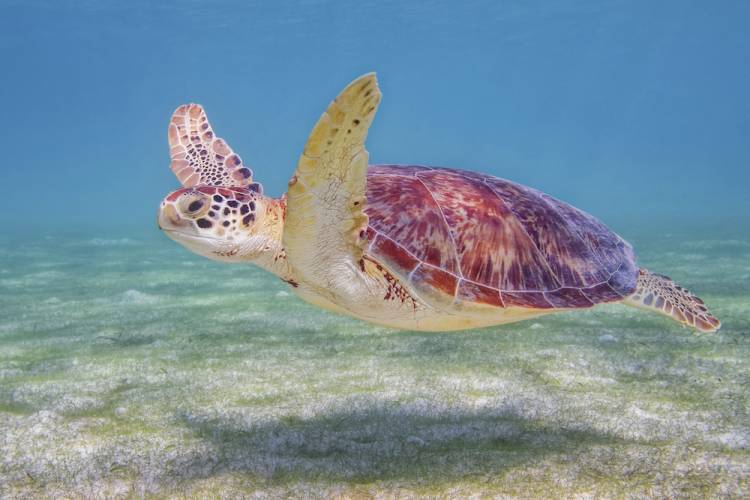 sea turtle underwater