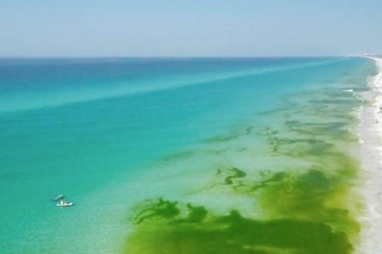 aerial view of bright green seaweed in water